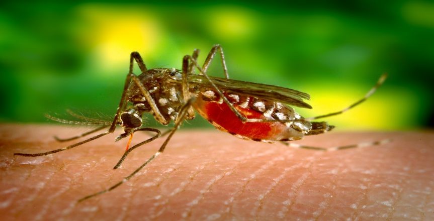 All you want to know about Dengue Fever